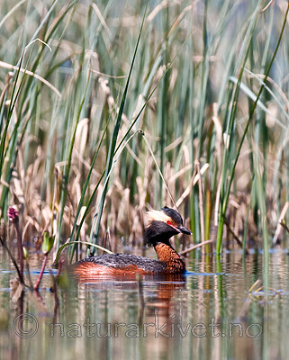 BB 09 0115 / Podiceps auritus / Horndykker